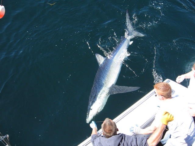 Click Here For Shark Fishing Trips